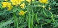 cassia plant